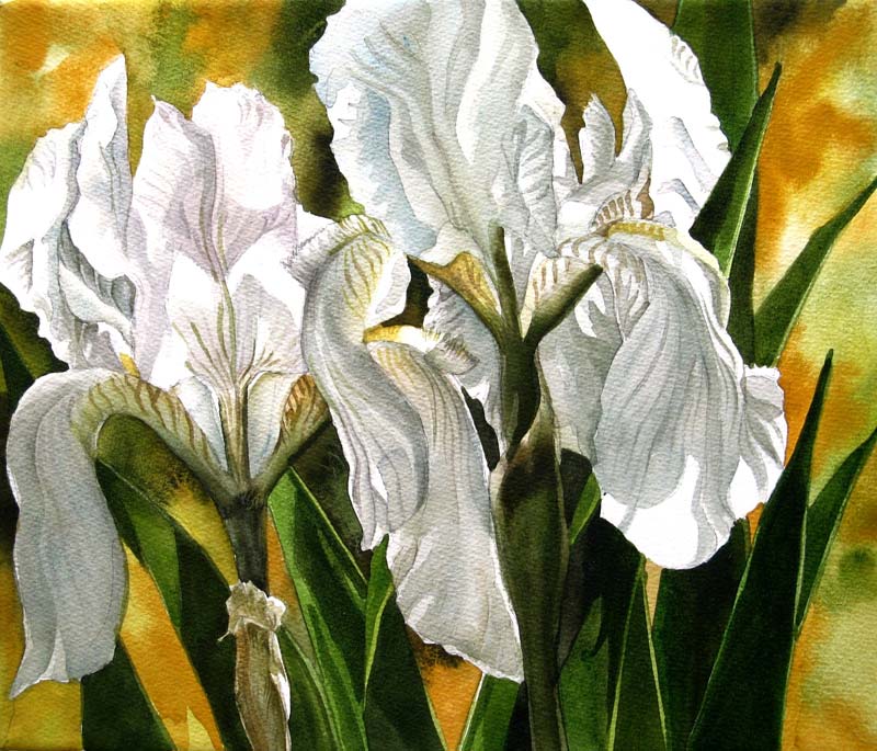 white iris painting